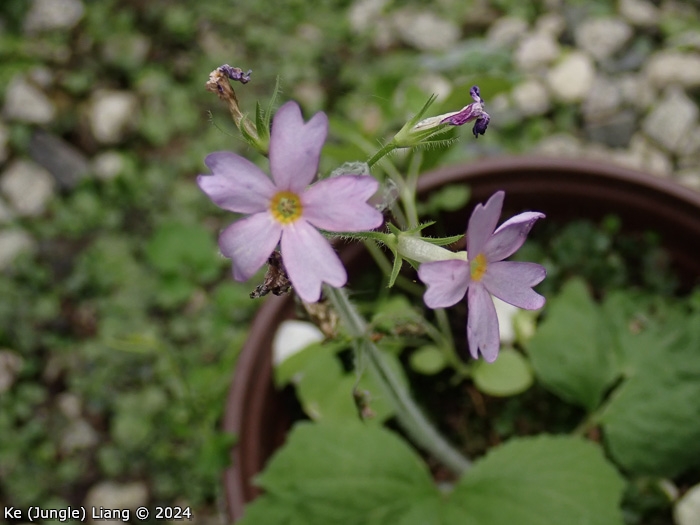 <i>Primula violaris </i>
