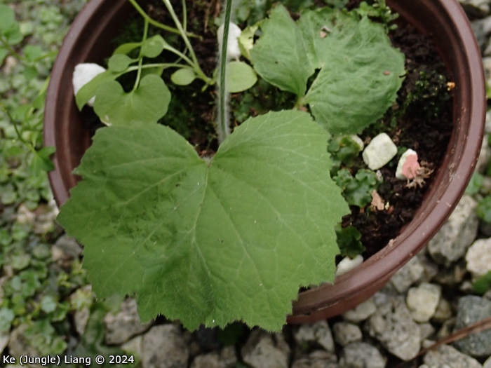 <i>Primula violaris </i>