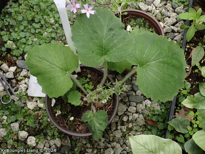 <i>Primula violaris </i>