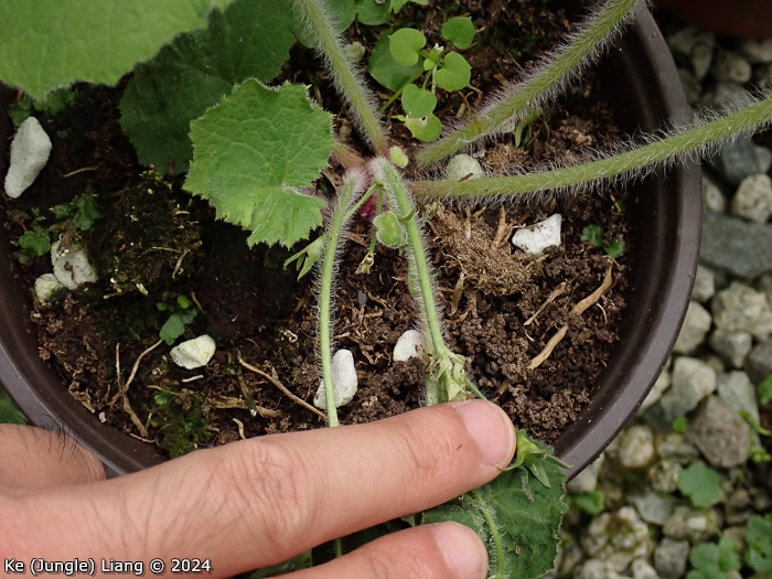 <i>Primula violaris </i>
