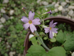 <i>Primula violaris </i>