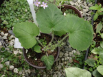 <i>Primula violaris </i>