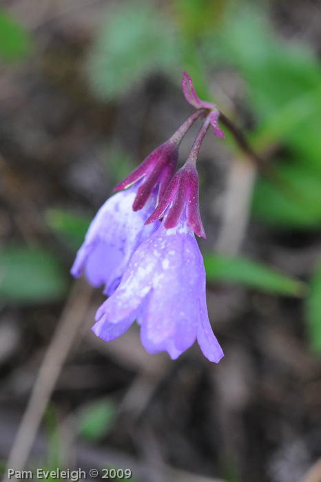 <i>Primula virginis </i>