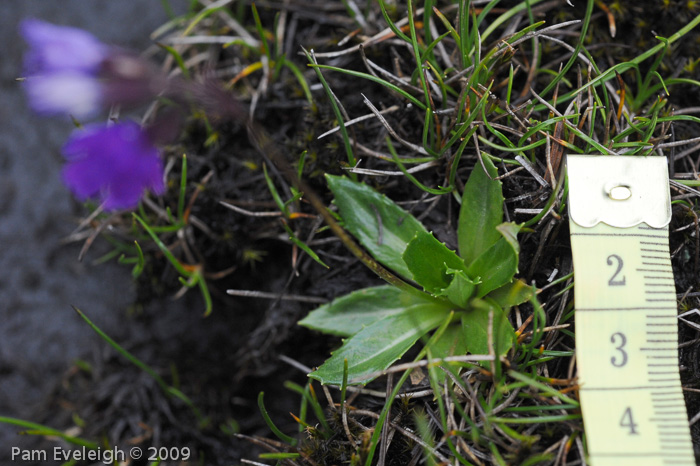 <i>Primula virginis </i>