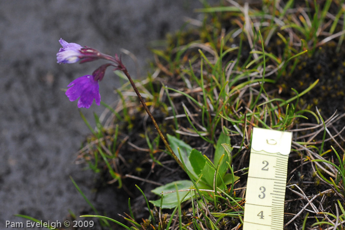 <i>Primula virginis </i>