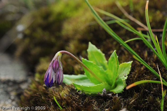 <i>Primula virginis </i>