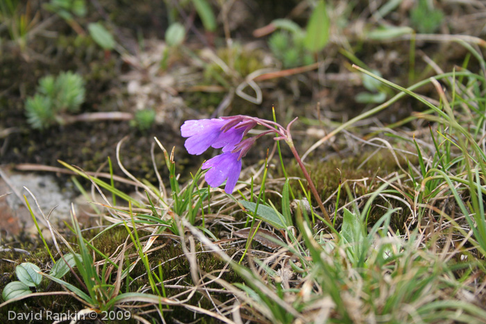 <i>Primula virginis </i>