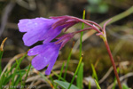 <i>Primula virginis </i>