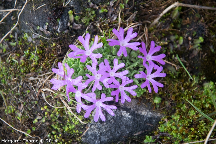 Primula waddellii