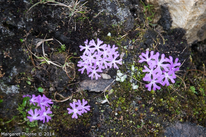 Primula waddellii