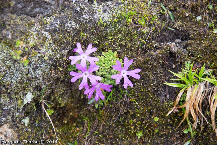 <i>Primula waddellii </i>