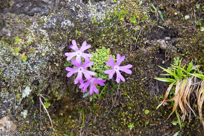 Primula waddellii