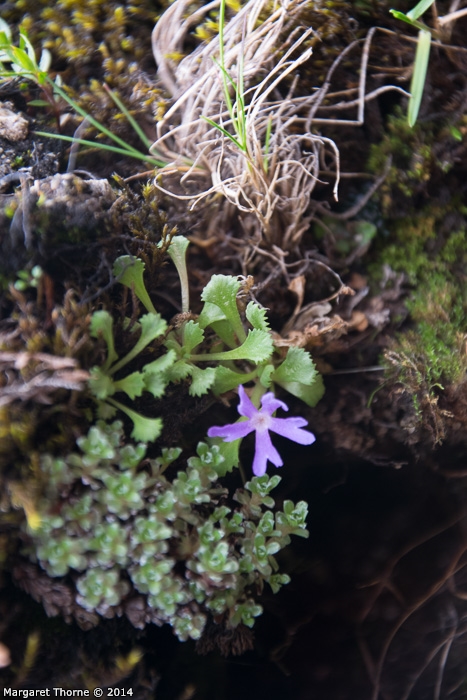 Primula waddellii