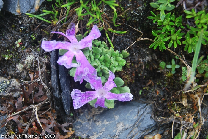 Primula waddellii