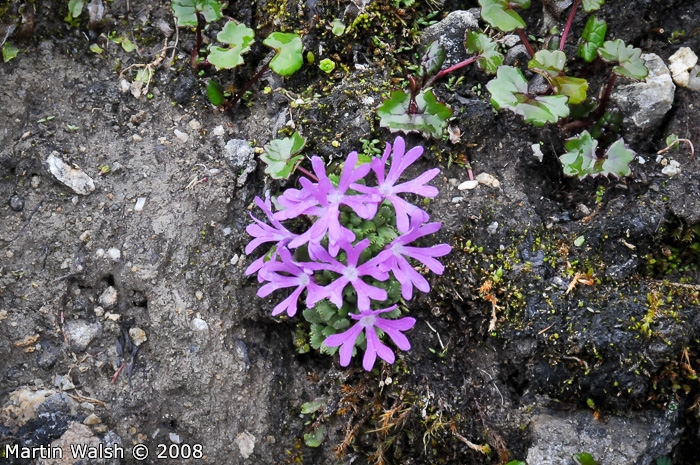 <i>Primula waddellii </i>