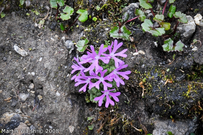 Primula waddellii