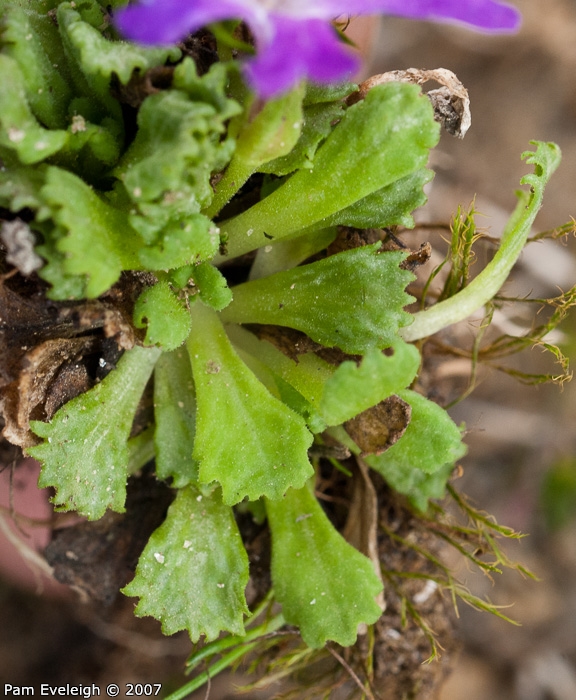 Primula waddellii