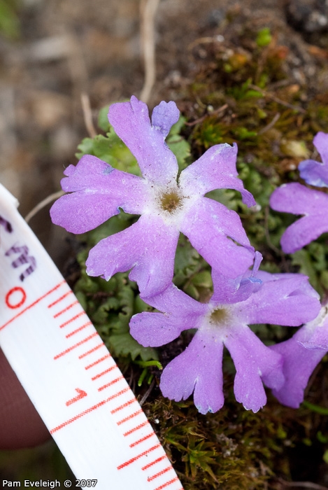 Primula waddellii