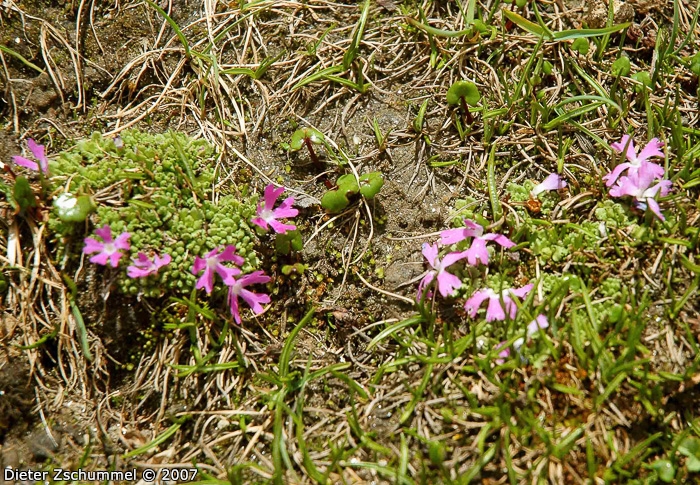 Primula waddellii