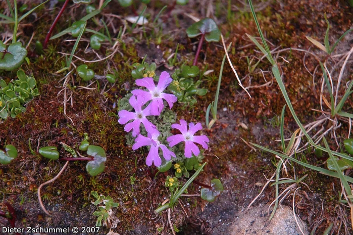 Primula waddellii