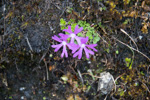 Primula waddellii