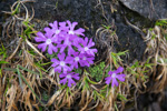 Primula waddellii