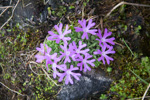 Primula waddellii