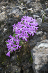 Primula waddellii