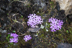 Primula waddellii