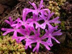 Primula waddellii