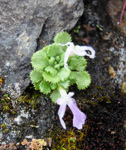 Primula waddellii