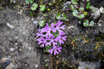 Primula waddellii