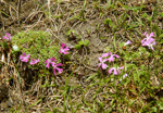 Primula waddellii