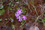 Primula waddellii