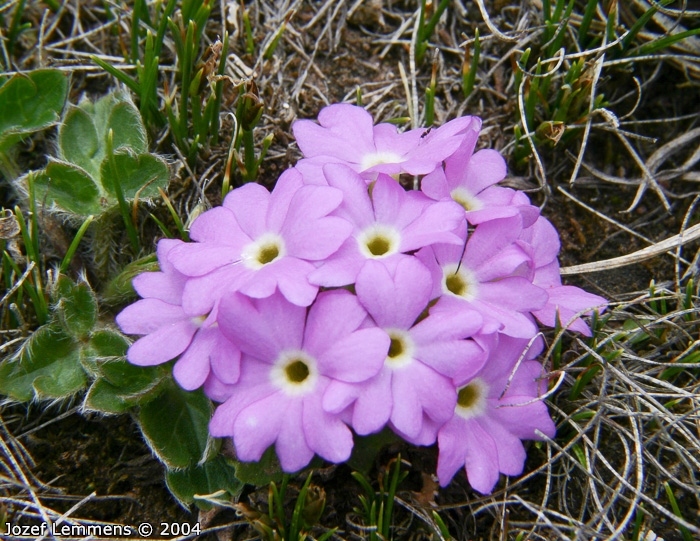 <i>Primula walshii </i>