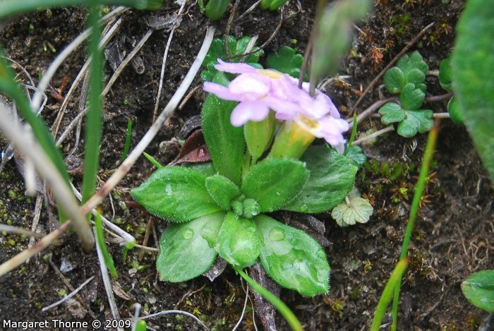 <i>Primula walshii </i>