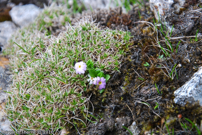 <i>Primula walshii </i>