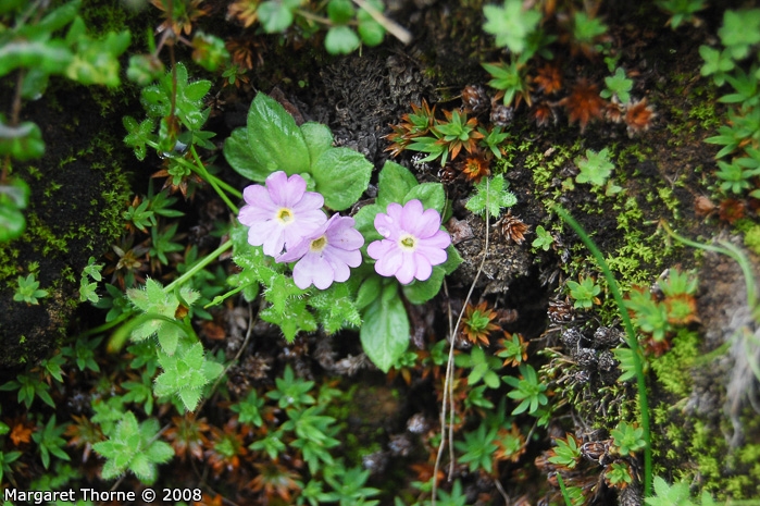 <i>Primula walshii </i>