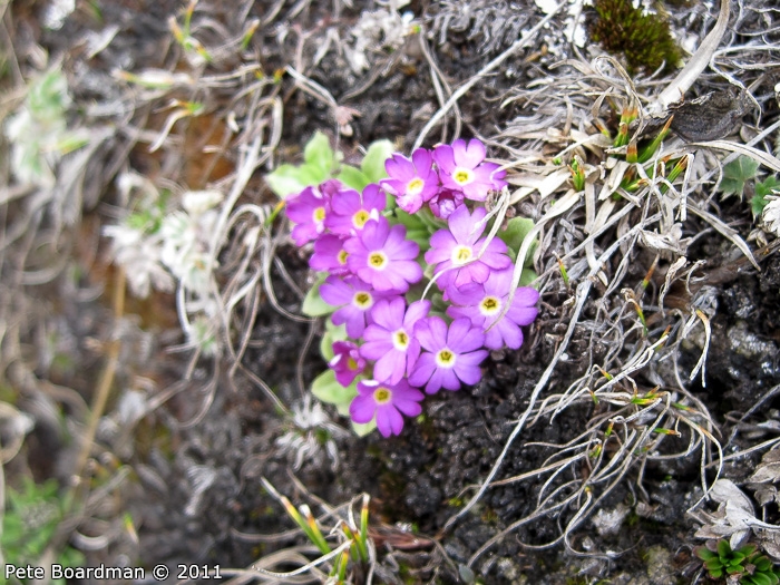 <i>Primula walshii </i>