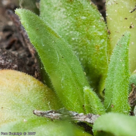 <i>Primula walshii </i>