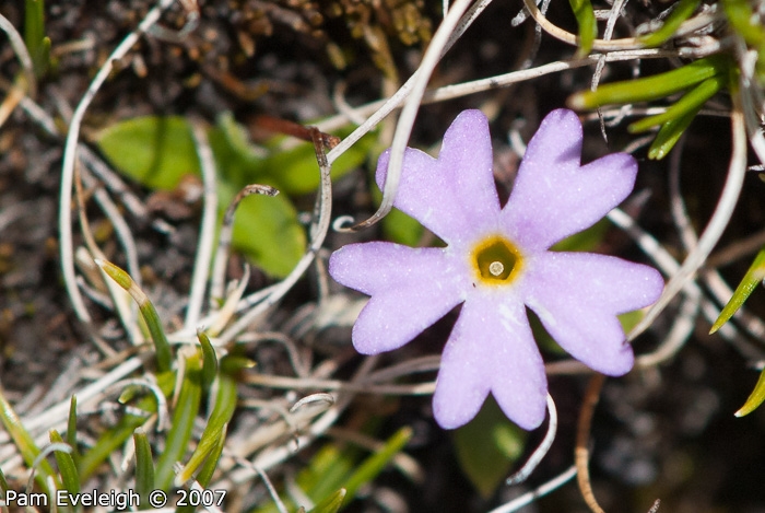 <i>Primula walshii </i>