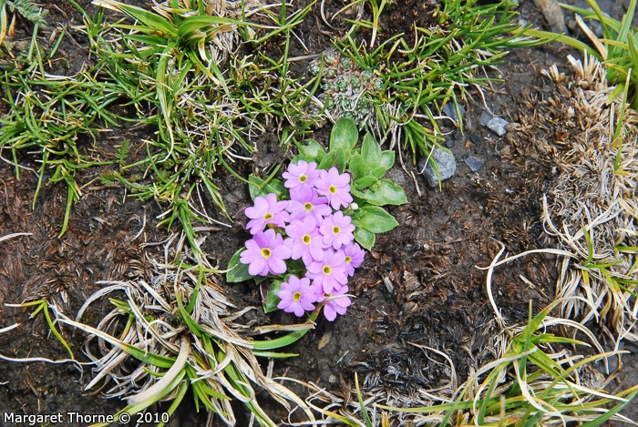 <i>Primula walshii </i>