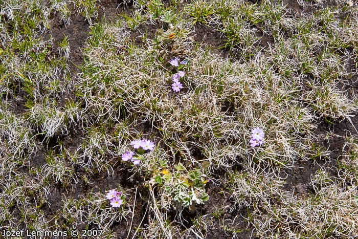 <i>Primula walshii </i>