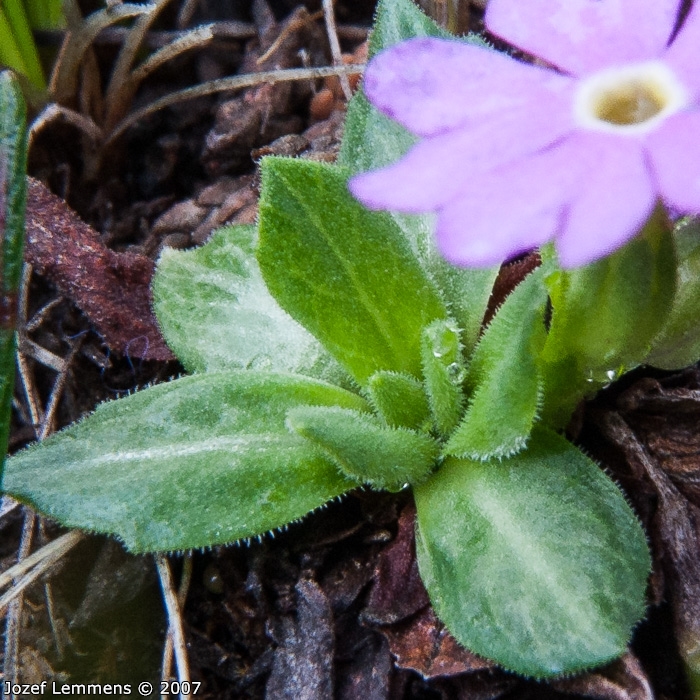 <i>Primula walshii </i>