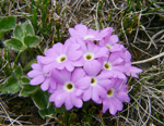 <i>Primula walshii </i>