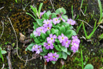 <i>Primula walshii </i>