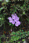 <i>Primula walshii </i>