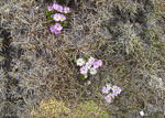 <i>Primula walshii </i>