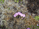 <i>Primula walshii </i>