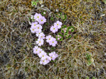 <i>Primula walshii </i>